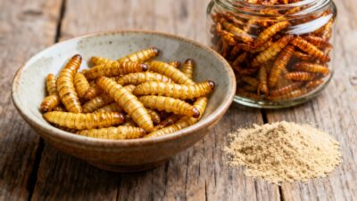 comprar tenebrio molitor