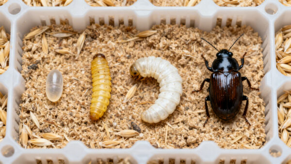 ciclo de vida tenebrio molitor