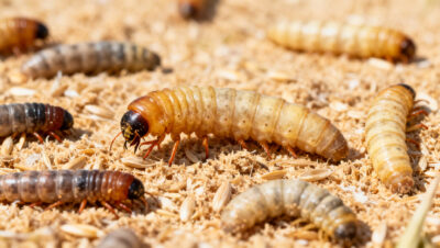 fase larval tenebrio molitor